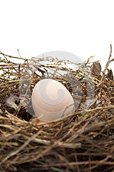 One rural eggs in a nest