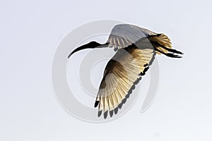 One Sacred Ibis flying in a blue Sky in South Africa