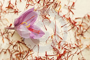 One saffron flower and a lot of drying saffron types