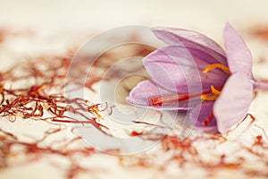 One saffron flower and a lot of drying saffron types