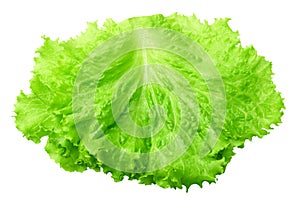 one salad leaf isolated on a white background