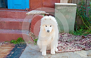 One samoed dog puppy white