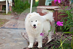One samoed dog puppy white