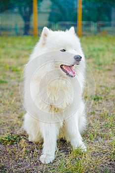 One samoed dog white