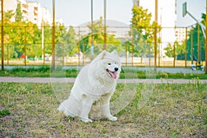 One samoed dog white