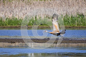 One Sandhill Crane Flying Low Over Marsh