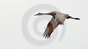 One sandhill crane flying with a white sky background