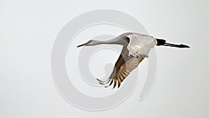 One sandhill crane flying with a white sky background