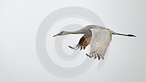 One sandhill crane flying with a white sky background