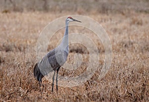 One sandhill crane standing in a grassy field