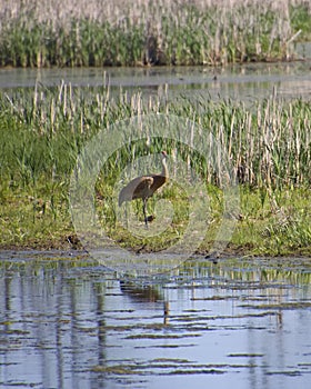 One Sandhill Crane Standing In Mud At Marsh