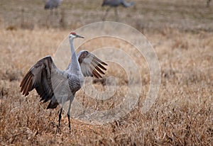 One sandhill crane with wings spread