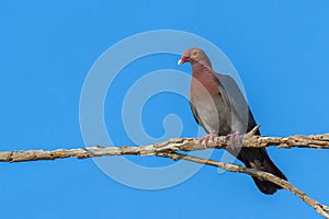 One scaly-naped pigeon sitting on tree branch