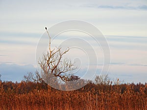 Sea eagle on old tree branch, Lithuania