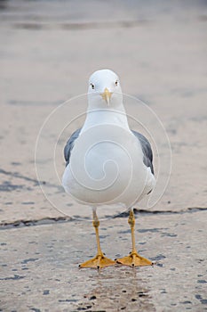 One sea gull front view