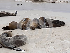 Sea Lion Group, Zalophus californianus wollebaeki, on the beach, San Cristobal, Galapagos, Ecuador