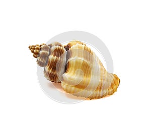 One sea shell isolated on a white background.