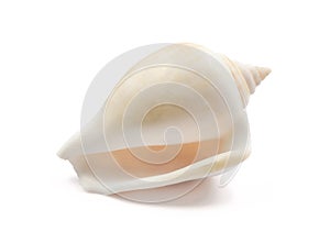 one sea shell isolated on white background. with clipping path