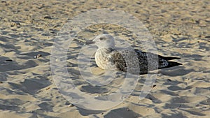 One Seabird On Sandy Beach Freedom Of Life