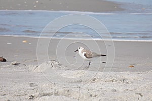 profile seagull at ocean
