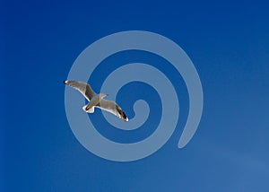 One seagull bird flying