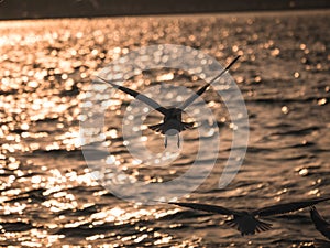 One seagull bird flying by the sea