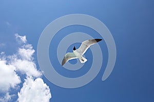 One seagull on the blue sky background