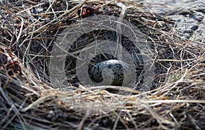 One Seagull egg in a nest on a rock in the sea of Okhotsk