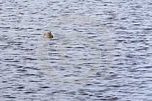 One seagull floats in blue water with small waves. Wildlife Background