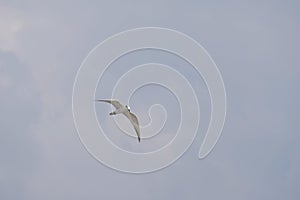 one seagull flying in blue sky