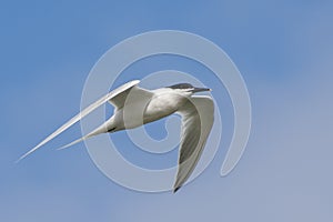 One seagull is flying in the sky