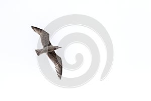 One seagull flying under a cloudless sky