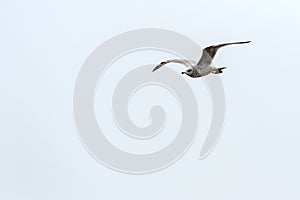 One seagull flying under a cloudless sky