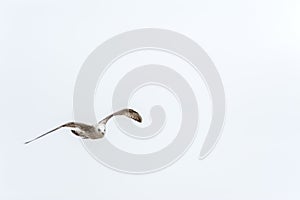 One seagull flying under a cloudless sky