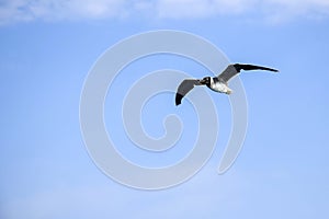 One seagull in free flight in blue sky with clouds, freedom in wild. Copy space.