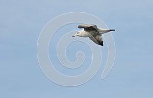 One Seagull glide in a blue sky