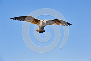 One seagull gliding in the sky
