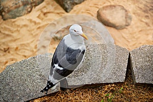 One seagull perched on a sand beach
