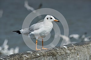 One seagull sits on a old sea pier. Close-up view