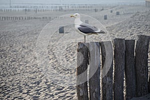 One seagull sits on a old sea pier. The European herring gull, Seagull on the beach pier railing. Close-up of seagull bird