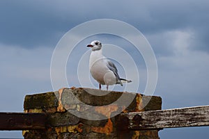 One seagull sits on a old sea pier