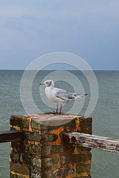 One seagull sits on a old sea pier