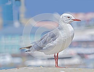 One seagull sitting on an old sea pier by the harbor. The European herring gull on the beach railing. A single bird