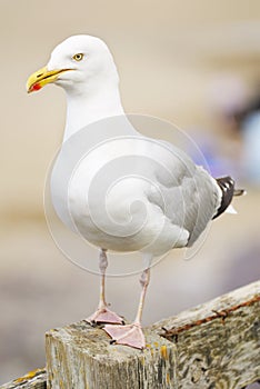 One Seagull Standing.