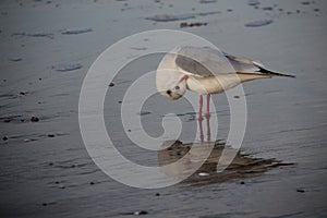 One Seagull Sunbathing And Relax