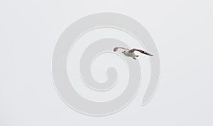 one Seagulls flying Bird Seagull seaside animal fly