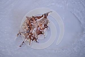 One seashell in the white water with white background and white rippled water