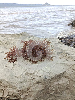 one of the seaweed that fell and washed ashore