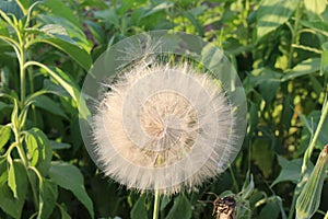 One seed on a feather is separated from a dandelion ball photo