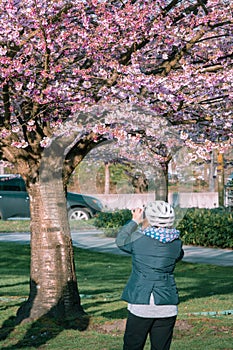 One seniors woman taking cherry blossoming picture with smartphone